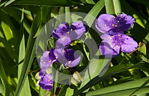 TRADESCANTIA VIRGINIANA. The genus is named after John Tradescant 1608-1662 who served as gardener to Charles 1 of England.