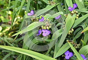 Tradescantia virginiana, the Virginia spiderwort flowers. Blooming blue Tradescantia (Tradescantia virginiana) photo