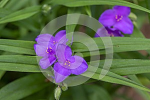 Tradescantia virginiana the Virginia spiderwort purple violet flowering plants, three petals flowers in bloom