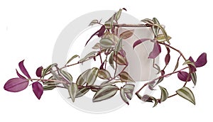 Tradescantia zebrina, exotic tropical leaf, isolated on white background with clipping path