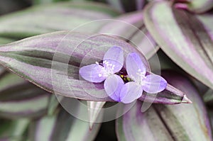 Tradescantia zebrina flower