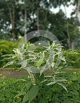 Tradescantia Zebrina Image