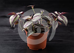 Tradescantia Zebrina Indoor House Plant growing in plastic pot