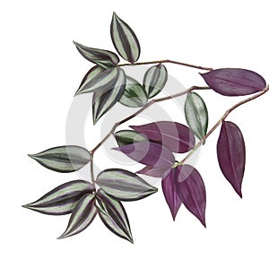 Tradescantia zebrina leaves, Inchplant foliage, Exotic tropical leaf, isolated on white background with clipping path