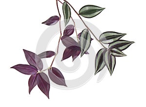 Tradescantia zebrina leaves, Inchplant foliage, Exotic tropical leaf, isolated on white background with clipping path