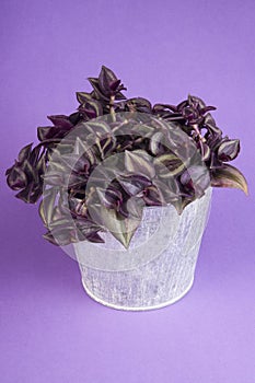 Tradescantia zebrina in pot