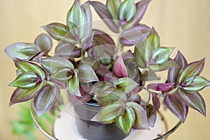 Tradescantia Zebrina Purpusii