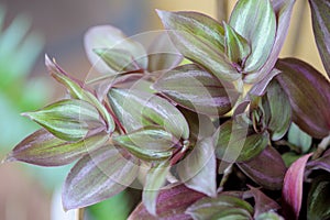 Tradescantia Zebrina Purpusii