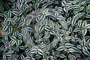 Tradescantia zebrina, a spiderwort
