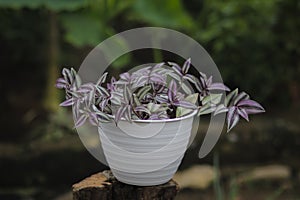 Tradescantia zebrina: tradescantia grows in a white pot in the backyard in summer.