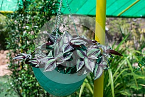 Tradescantia zebrina, or Zebrina pendula, also known as Wandering Jew plant in a hanging basket