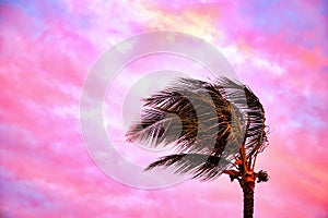 Tradewinds bending a palm tree at Sunset on the island of Maui