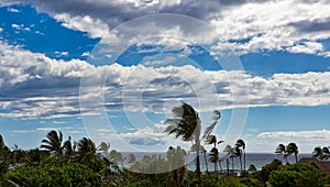 Tradewinds bending palm trees on the island of Maui