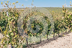 Tradition of growing grapes on the farm winemakers - Luberon