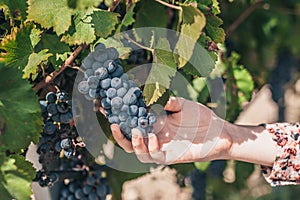 The tradition of growing grapes on the farm winemakers photo