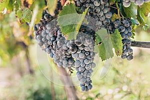 The tradition of growing grapes on the farm winemakers photo