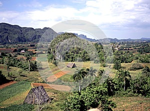 Traditional agriculture in the Vinales Valley with drying houses