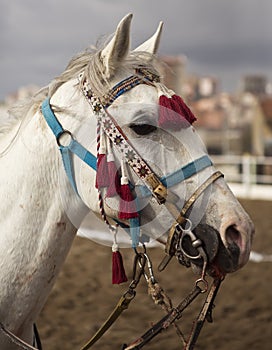 Traditional Anatolian Jereed Horse