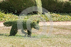 Traditional animal topiary bush. Fox sculpture as a garden ornament.