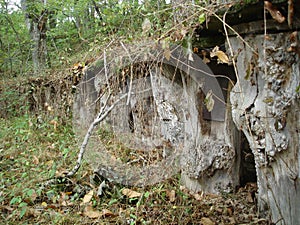 Traditional Apiary in Espinosa de los Monteros, Spain photo