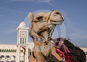 Traditional arabs riding camels close up in front of the Grand Mosque in Doha, Qatar