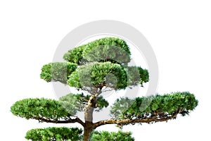 traditional asian Japanese green coniferous bansai tree isolted on white
