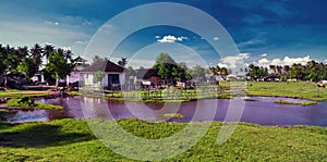 Traditional Balinese farm house near the rice field, rural landscape with cows.