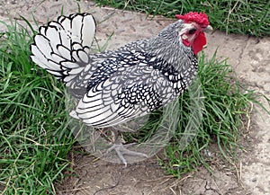 Traditional Bantam