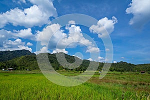 Traditional Bario paddy fields photo