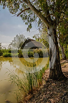 Traditional barraca cottage and rice fields