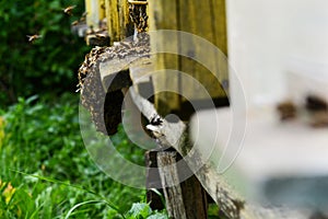 Beard of a bee swarm on a beehive entrance.