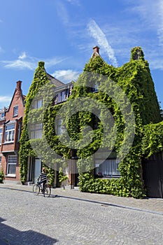 Traditional Belgium house covered with edera photo