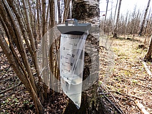 Traditional beverage birch sap is directly tapped from birch tree. Clear, uncoloured and sweet liquid collected in spring by