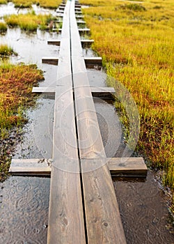 Traditional bog landscape with wet trees, grass and bog moss in the rain, wooden bridge over the bog ditch, woman in blue raincoat