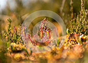 Traditional bog plants, moss, lichens close-up, bog background, swamp texture