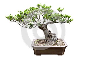 Traditional bonsai tree