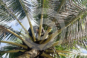The traditional brown sugar process