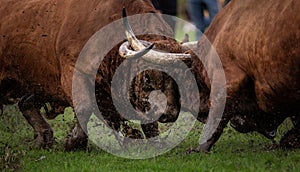 A traditional Bull Fight during the popular party of Father is Day, Povoa de Lanhoso.