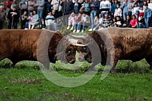 A traditional Bull Fight during the popular party of Father is Day, Povoa de Lanhoso, Braga, Portugal.