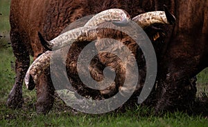 A traditional Bull Fight during the popular party of Father is Day, Povoa de Lanhoso, Braga, Portugal.