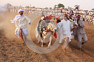 Traditional Bull Race