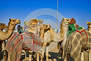 Traditional camel dromadery race Ash-Shahaniyah Qatar photo