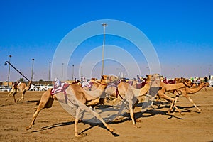 Traditional camel dromadery race Ash-Shahaniyah Qatar photo