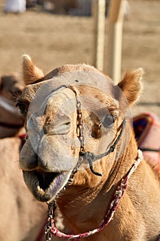 Traditional camel dromadery race Ash-Shahaniyah Qatar photo