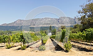 Traditional Cape Dutch homestead