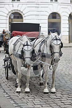 Traditional carriage ride. Vienna city center. Classic horse driven. Austria