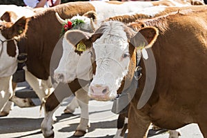 Traditional cattle drift at end of summer, Bavaria, Germany