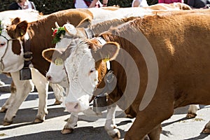 Traditional cattle drift at end of summer, Bavaria, Germany