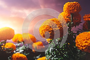 Cempasuchil flowers used for day of the dead altars photo