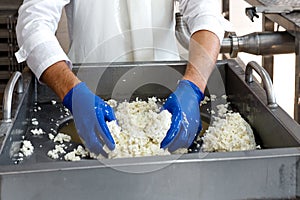 Traditional Cheese Making In A Small Company. Cheese Maker Hands Close-up Top View photo